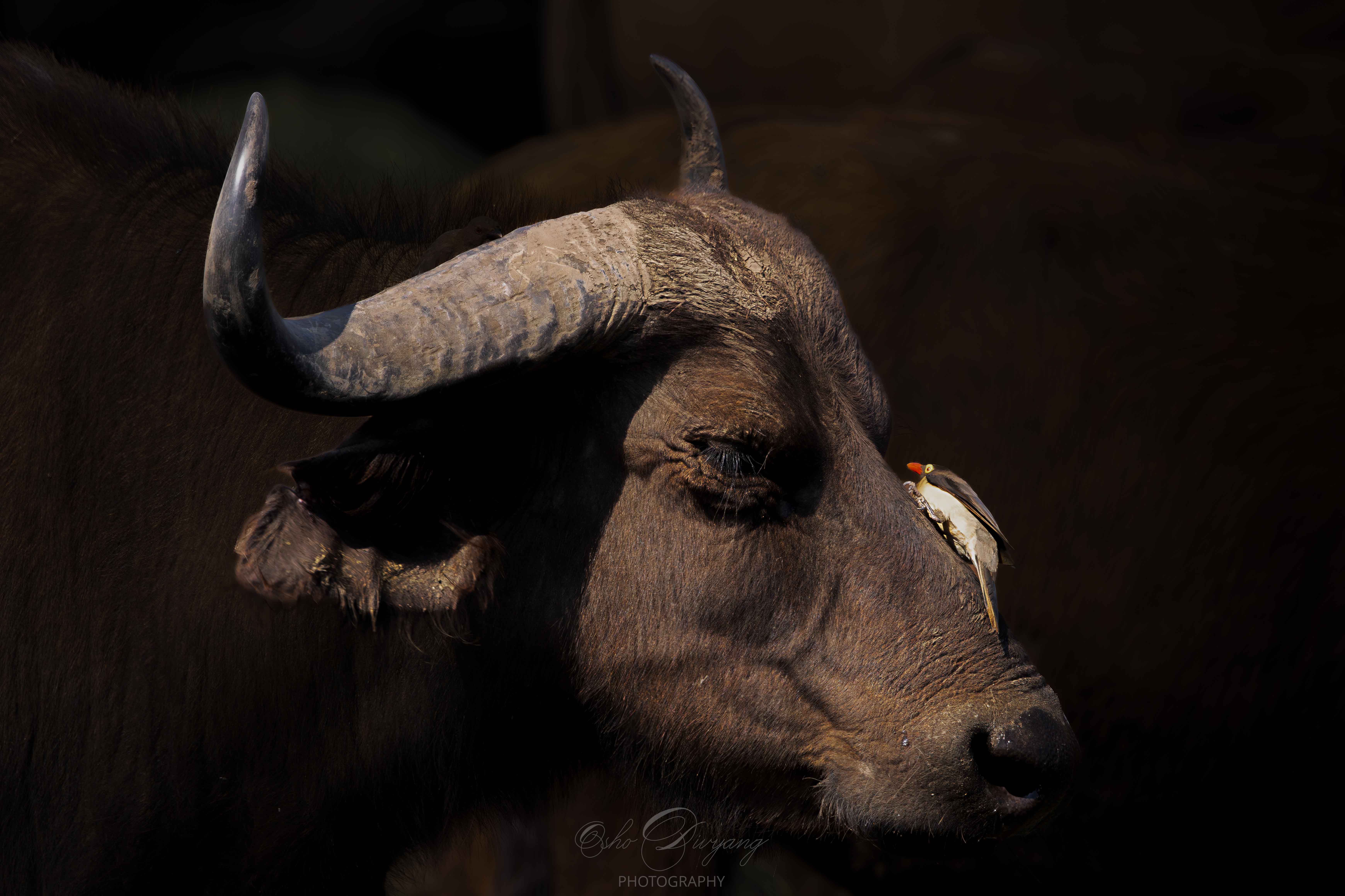 Cape Buffalo