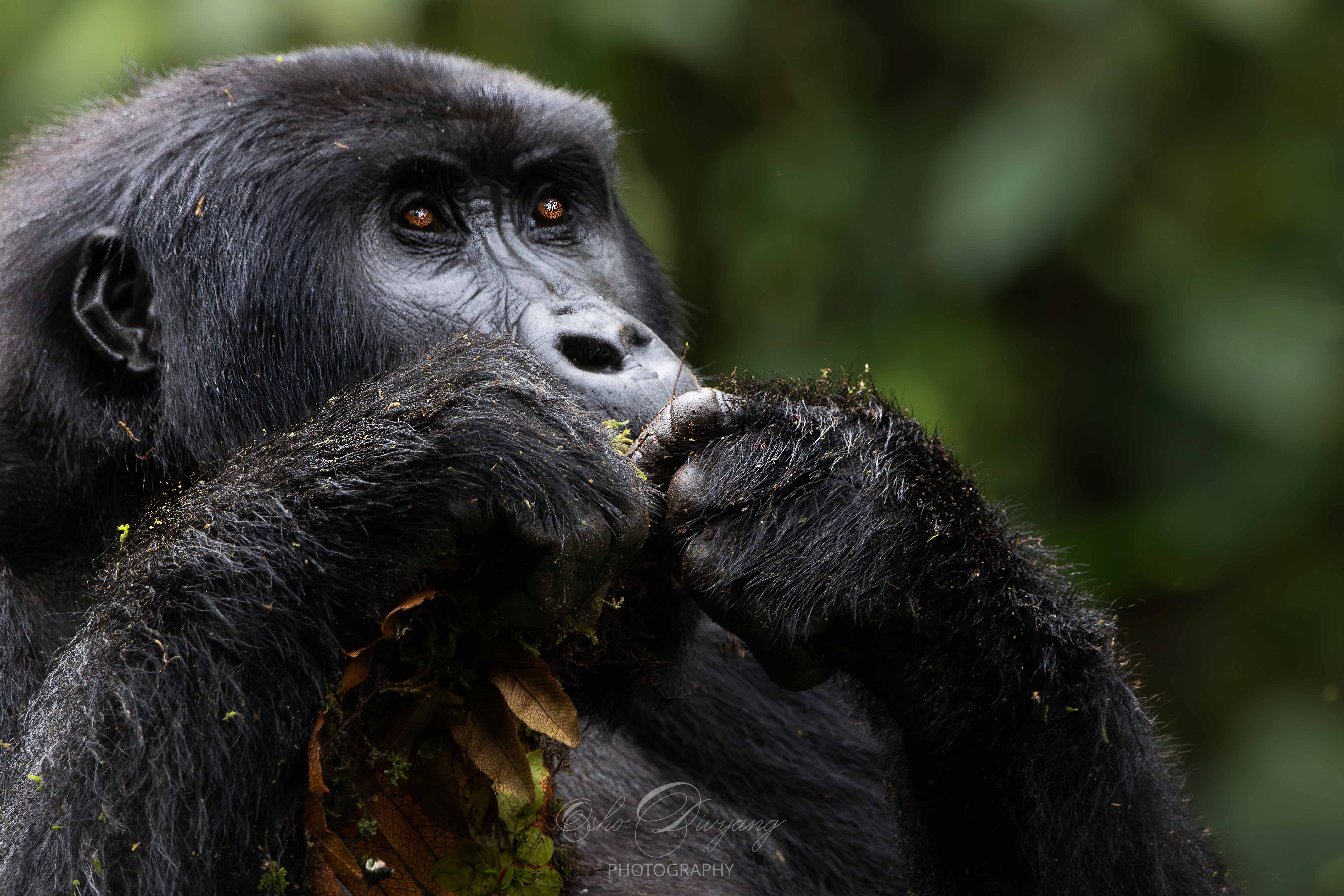 Wildlife Photography