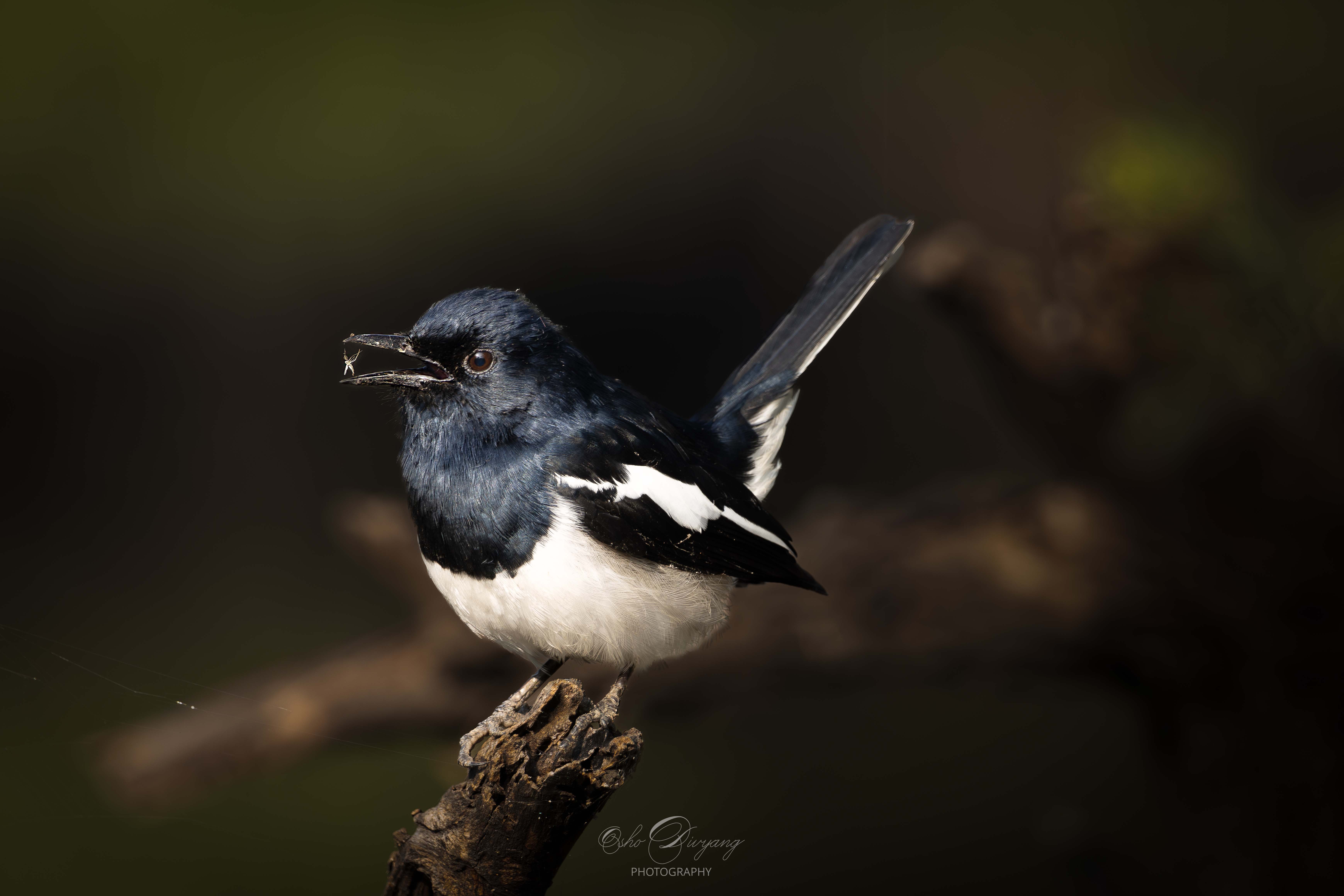 Magpie